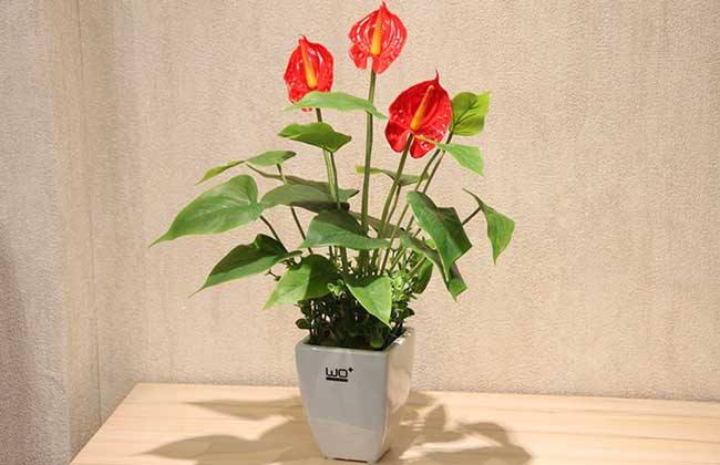 红掌花的养殖方法
