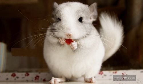 养龙猫需要什么东西