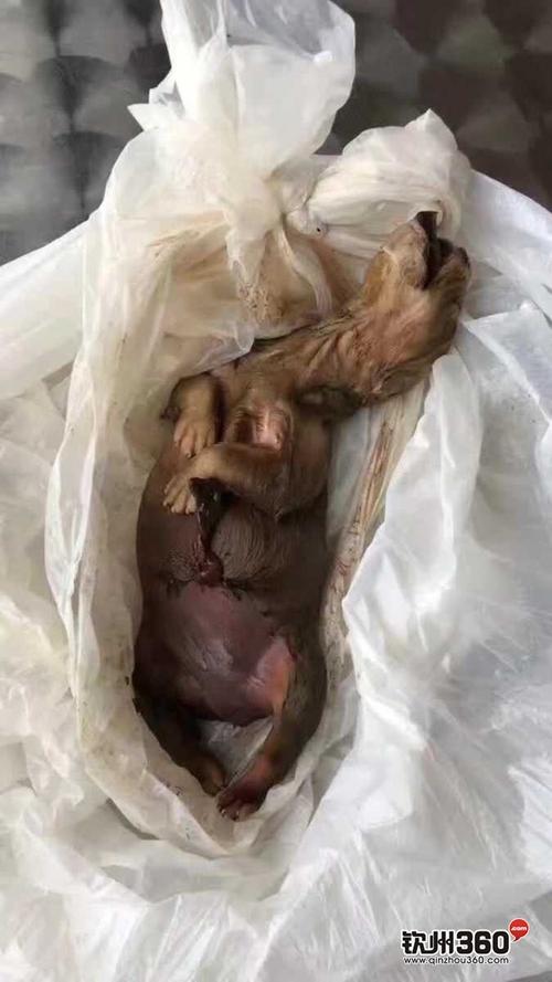 狗刨腹产后准备什么东西不能吃什么好
