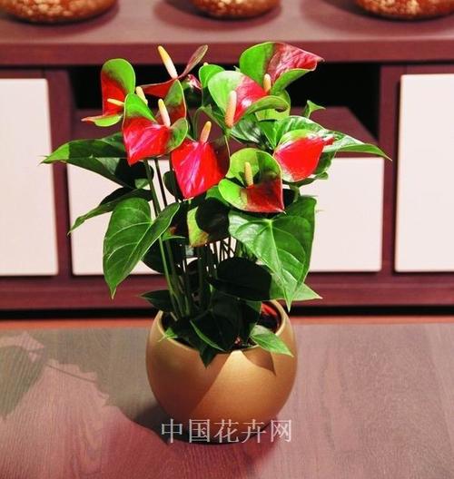 红掌花怎么栽培