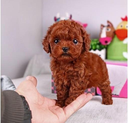 泰迪幼犬该怎样训练