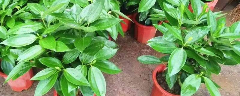 新栽平安树注意事项