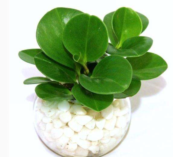 豆瓣绿种植方法