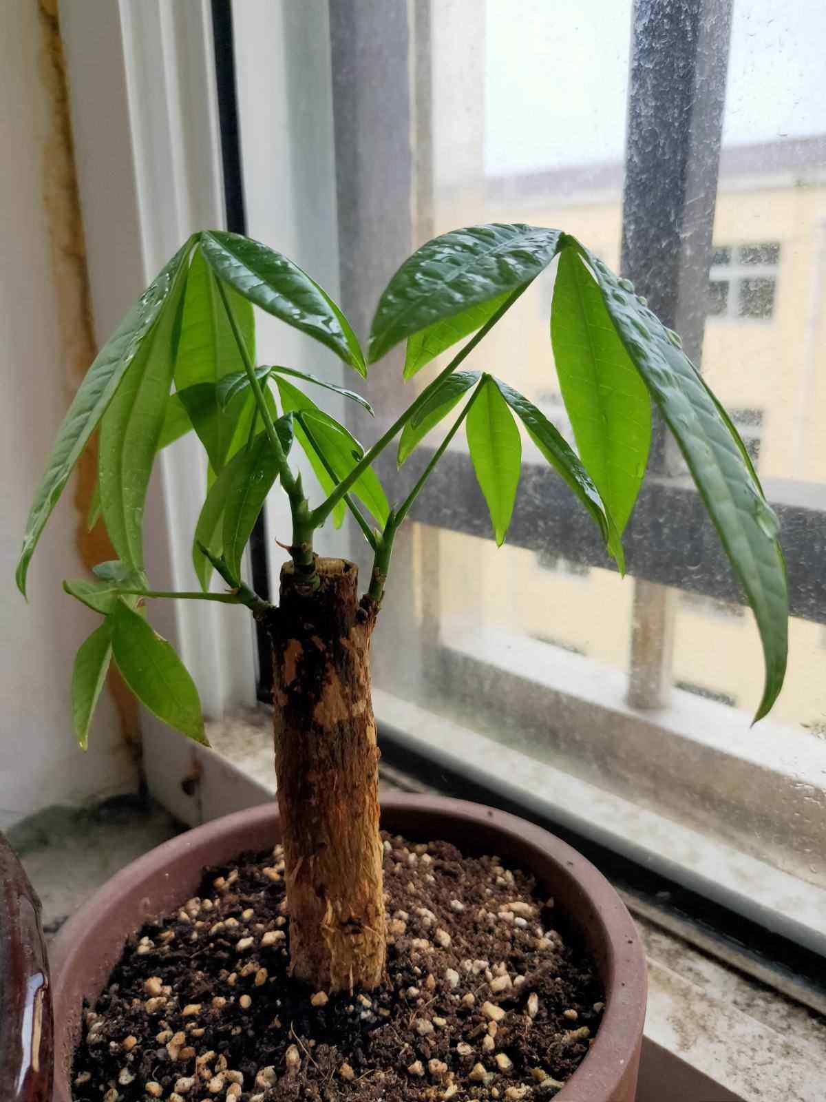 招财树的浇水注意事项