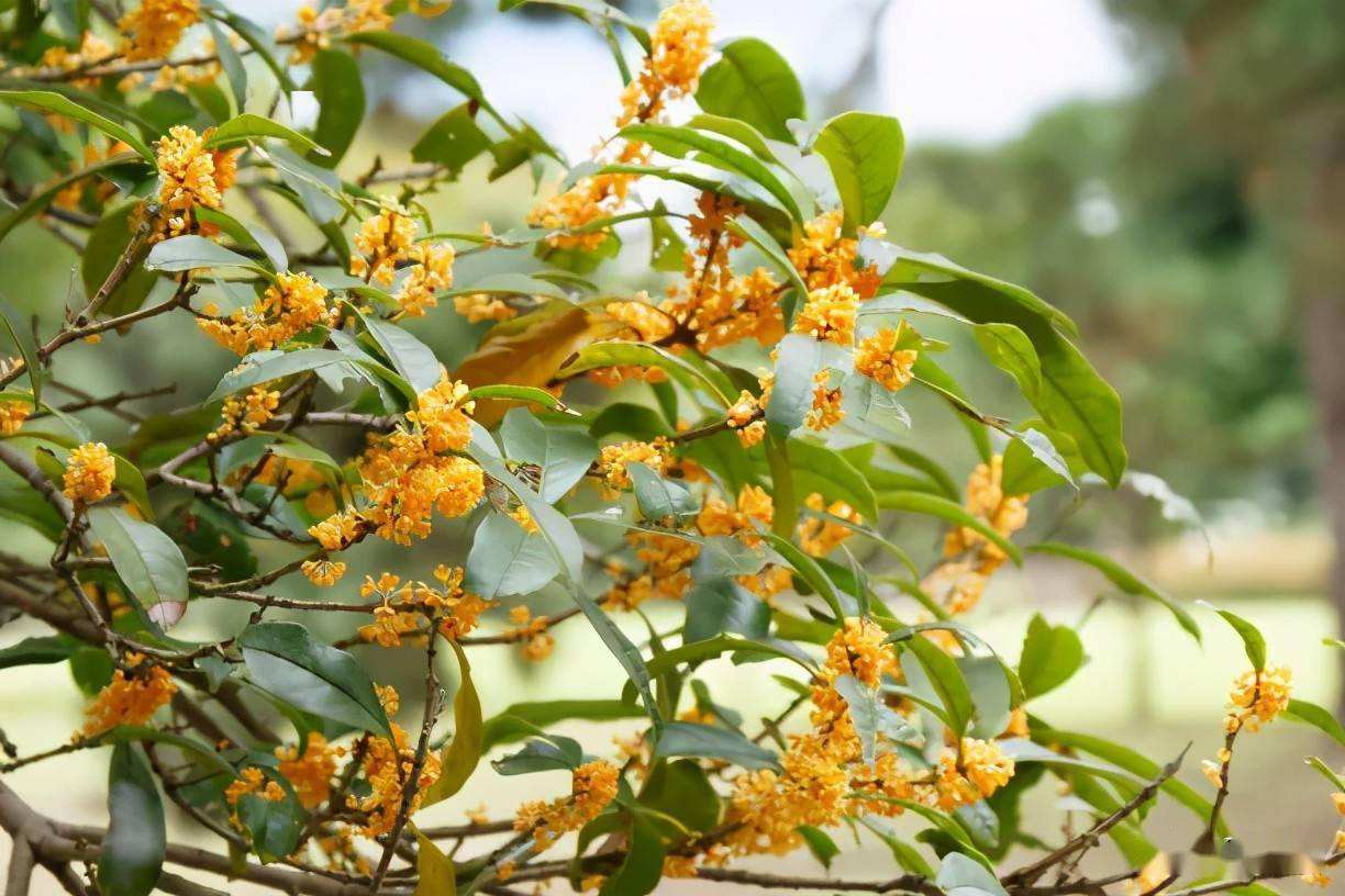 桂花养殖方法