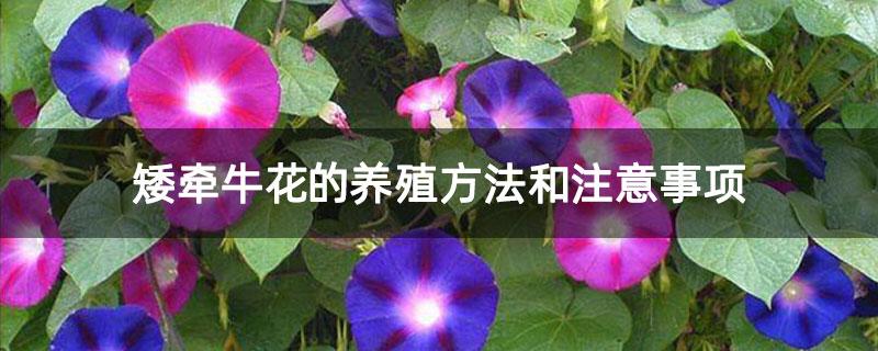 矮牵牛花种子栽培技术