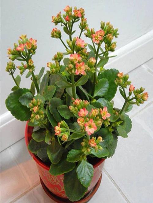 花怎么栽培