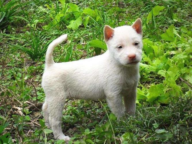 贵州下司犬训练