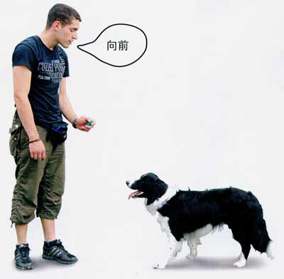 如何训狗捡东西回来