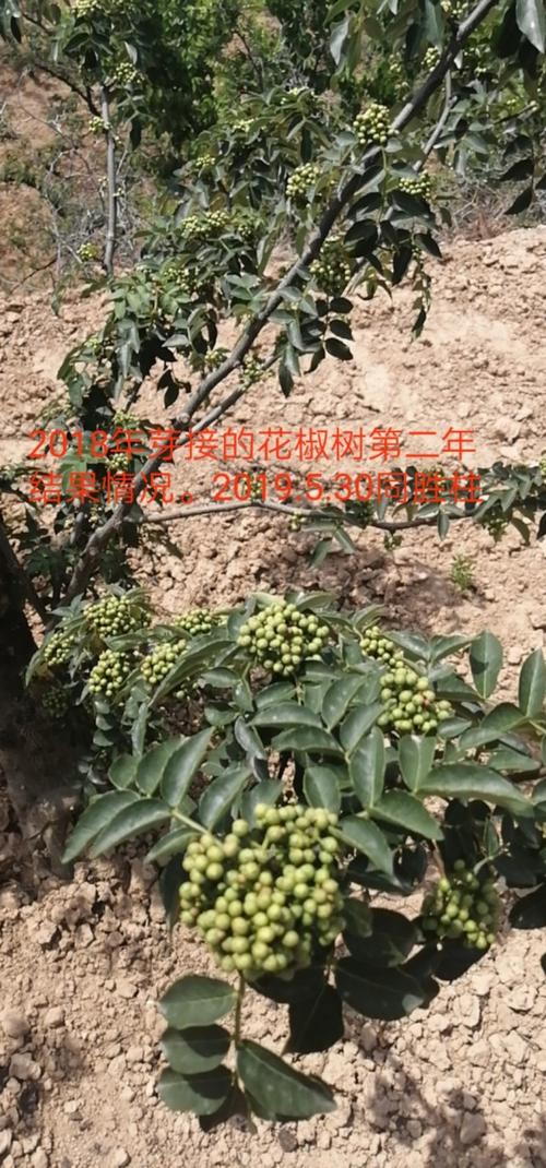 花叔树栽培技术