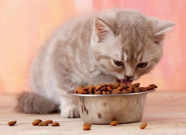 猫咪买回来不吃东西怎么办