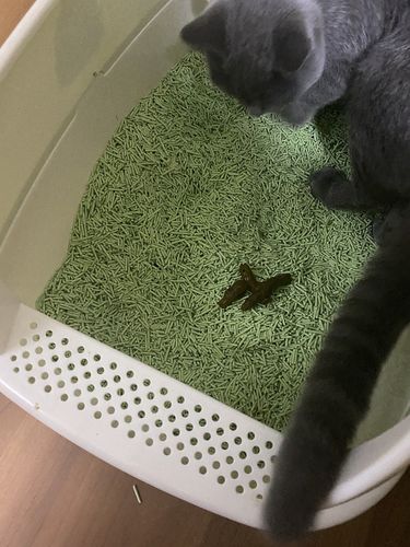 猫咪拉稀里面有东西怎么办