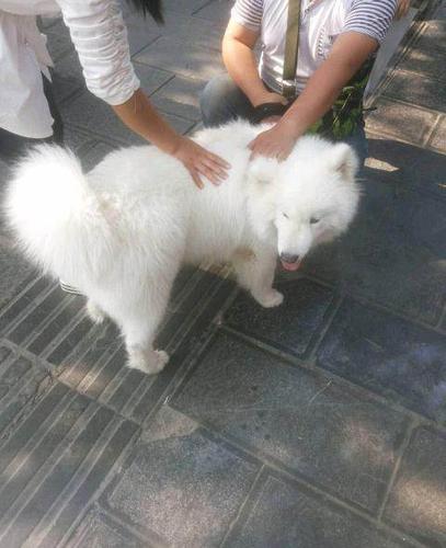 两岁萨摩怎么训练听话