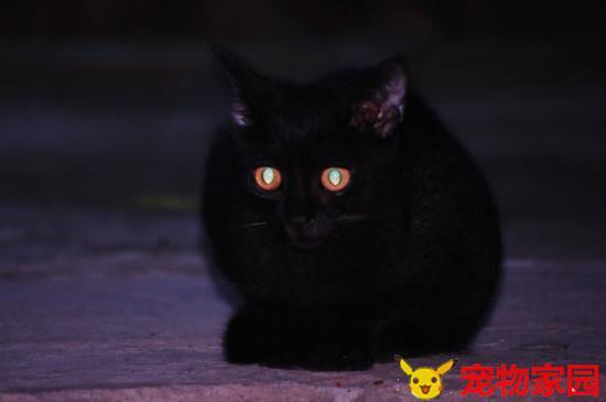 猫为什么晚上看见东西怎么办