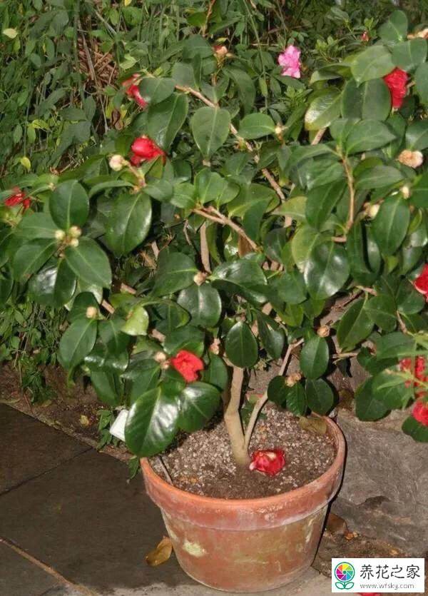 盆栽茶花怎么养殖方法