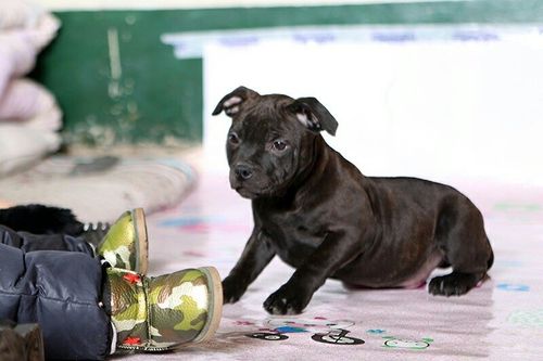 斯塔福犬怎么训练咬人