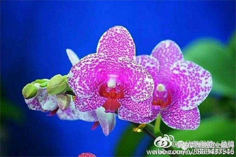亲手栽培世界名花