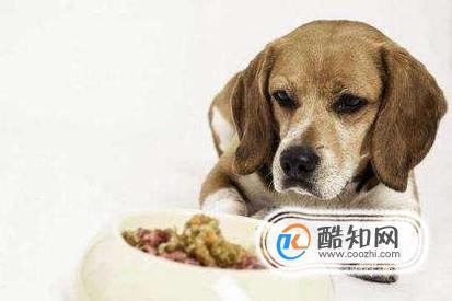 准备养狗要注意些什么东西