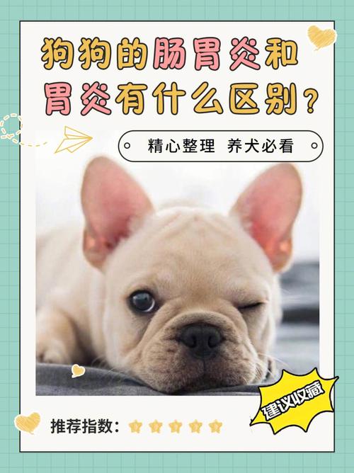 狗胃炎跟胃里卡东西的区别