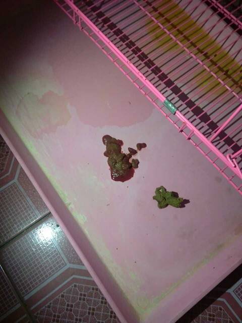 小狗三天不吃东西又拉肚子怎么办