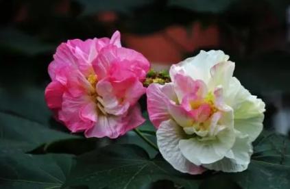 芙蓉花的栽培技术视频