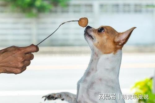 怎么训练小狗不乱捡东西吃