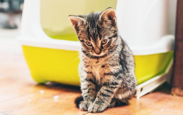 新到家的猫不吃东西