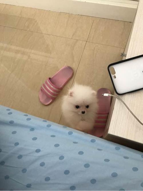 博美怀孕不爱吃东西怎么办