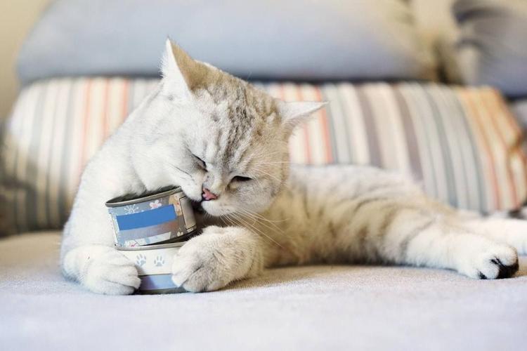 怎么让小猫吃东西