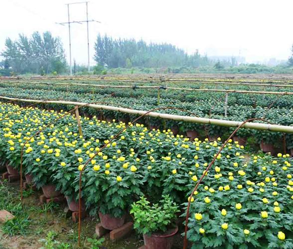菊花栽培管理要点
