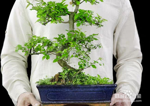 雀梅栽培与管理