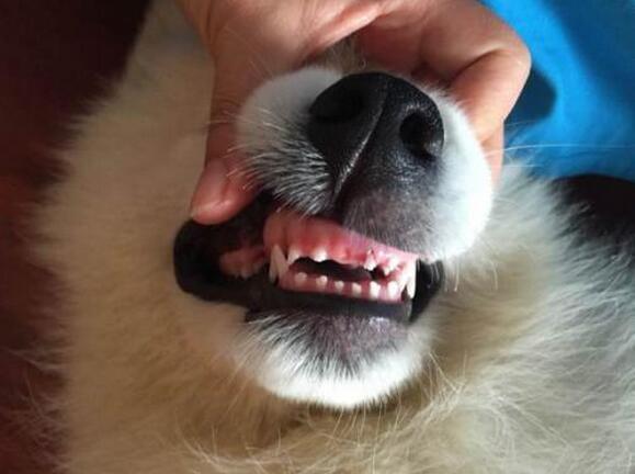 狗吃东西卡牙齿怎么办啊