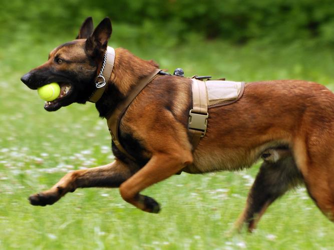 马犬训练跳