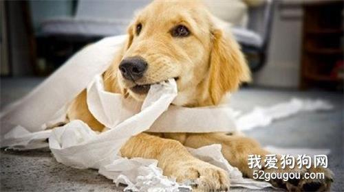 狗狗最近喜欢咬东西是为什么