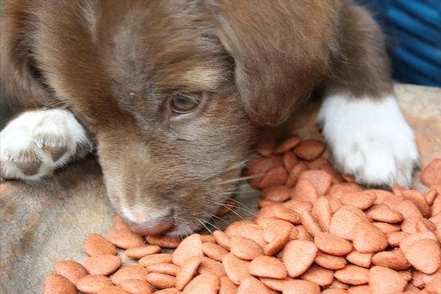 犬瘟热狗不吃东西