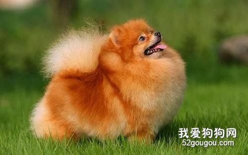 博美的训练方法