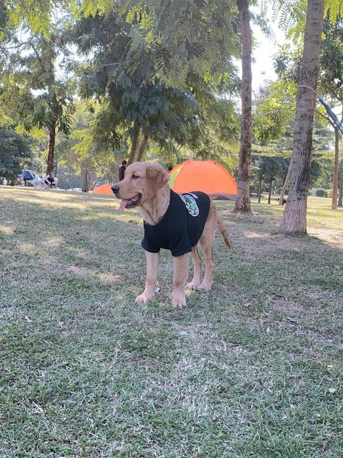 如何训练金毛犬护主