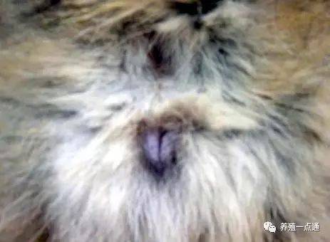 如何训练狗狗甜自已阴道
