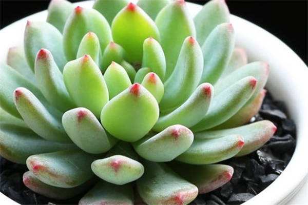 多肉花卉的养殖方法