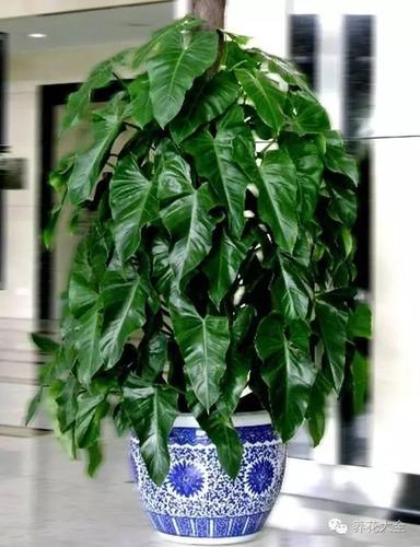 绿宝石栽培