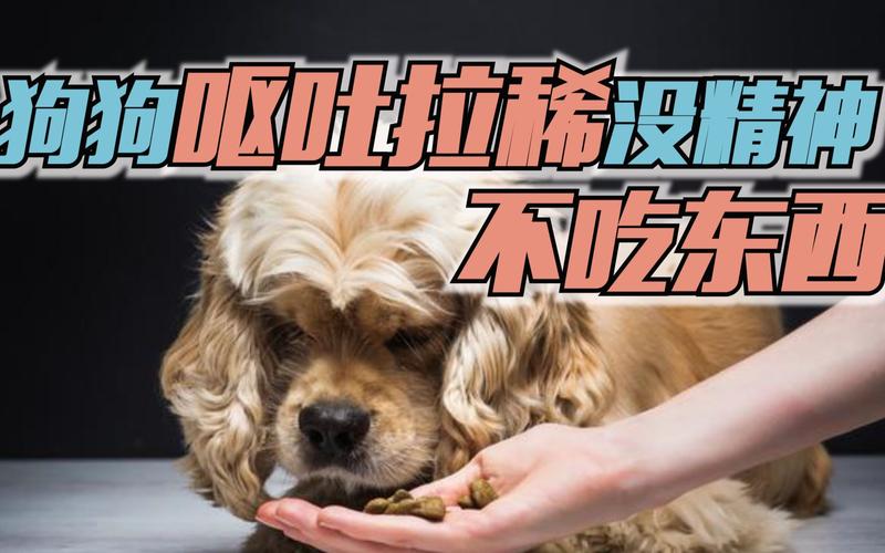狗呕吐好几天不吃东西怎么办