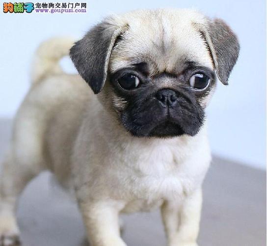 巴哥幼犬拉稀了还不吃东西