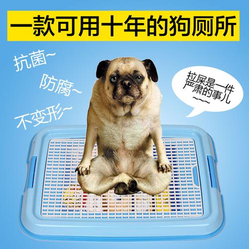 怎么训练幼犬去卫生间