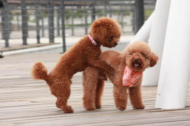 养泰迪犬要准备哪些东西
