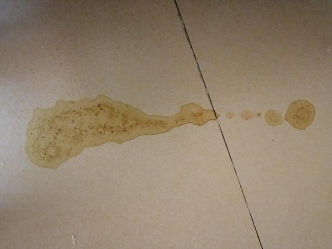 猫呕吐后 就不吃东西了