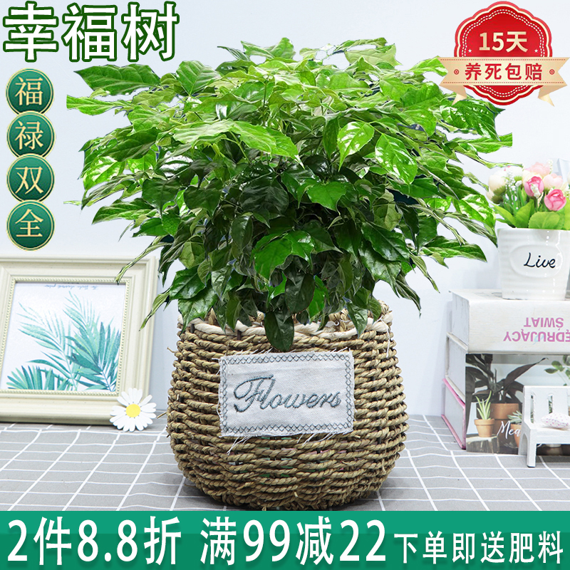 水培幸福树的养殖方法