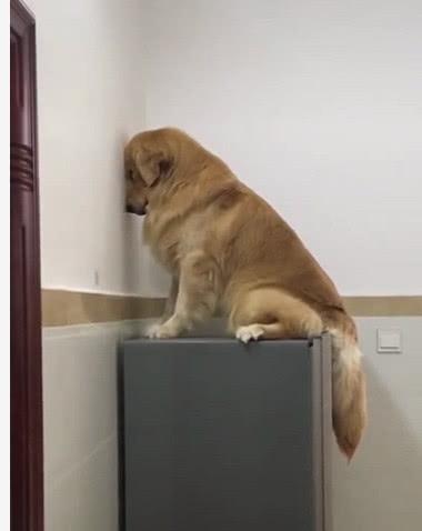 怎么训练小狗罚站