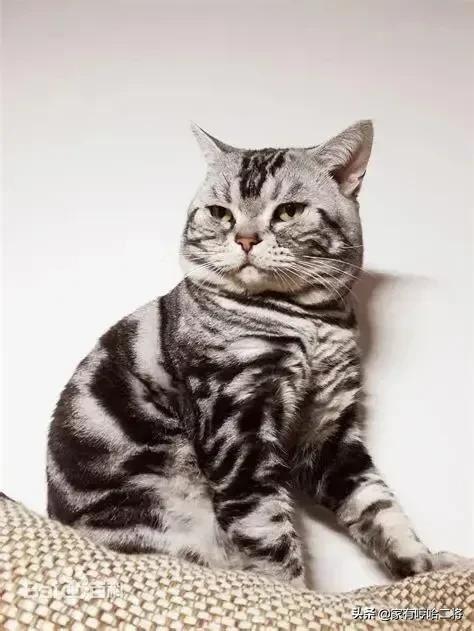 虎斑猫怎么训练