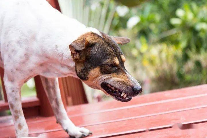 狗狗嗓子老是咽东西怎么办吃什么药