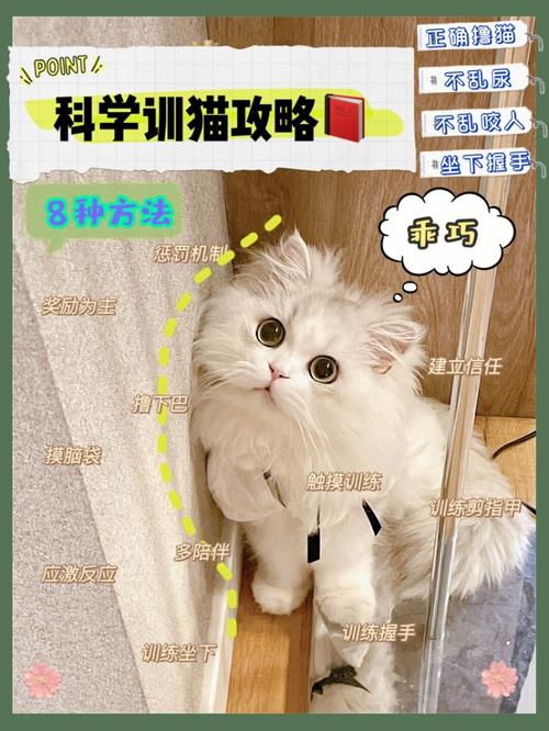 训练猫方法大全